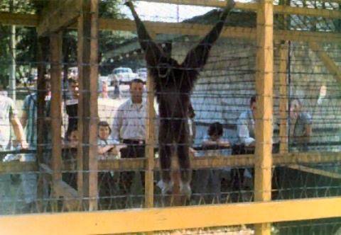 Click to display the next picture